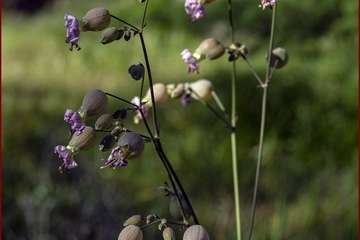 Manto de tonos blancos y rosas en Gran Canaria (Reportaje gráfico de Ildefonso Rodríguez)